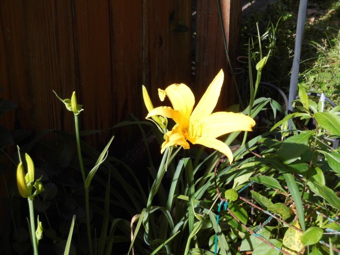 Daylily yelow 1
